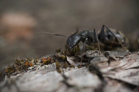 Ant walking on tree bark macro close-up