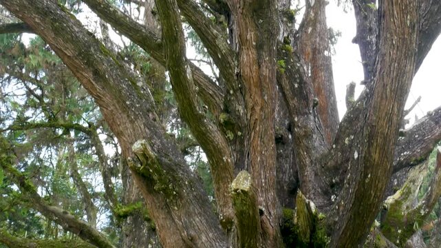 Handheld upward shot of a large tree with mossy branches in a foggy mountain forest, creating a calm and mysterious natural atmosphere.