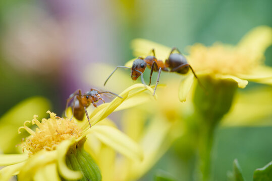 Ants on yellow flower macro close-up