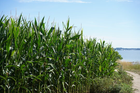 Maisfeld im Sommer an der Steilk&uuml;ste der Ostsee bei Sierksdorf mit Blick auf das Meer