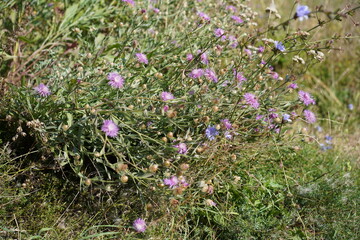 Fototapeta premium Wiesen-Flockenblume und Gemeine Wegwarte auf einer Sommerwiese an der Steilküste der Ostsee in der Lübecker Bucht bei Sierksdorf