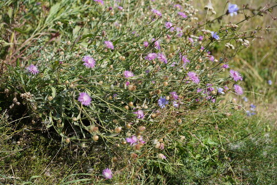 Wiesen-Flockenblume und Gemeine Wegwarte auf einer Sommerwiese an der Steilk&uuml;ste der Ostsee in der L&uuml;becker Bucht bei Sierksdorf