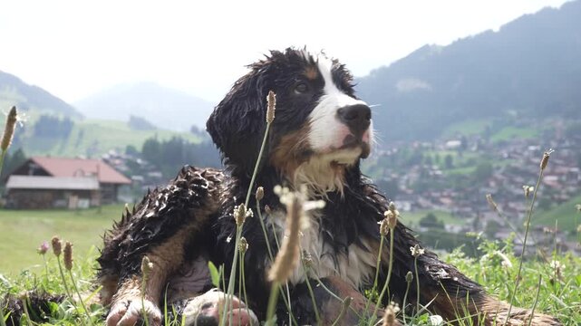 Nasser Bernersennenhund