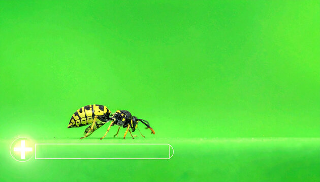 Macro shot of a wasp insect with yellow and black stripes on a vibrant green background, close up