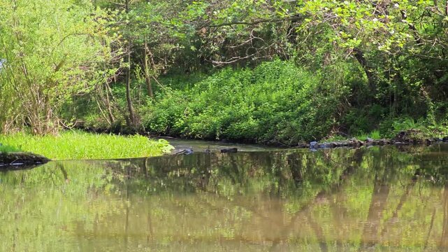 Spring Landscape of Iskar river near Pancharevo lake, Sofia city Region, Bulgaria