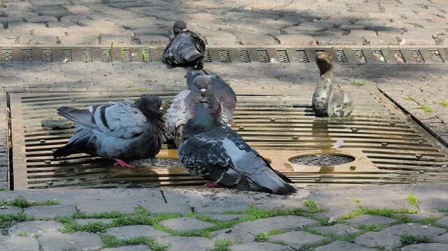 Feral pigeons bathing and refreshing in a small street fountain