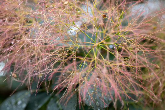 Plants from the home garden