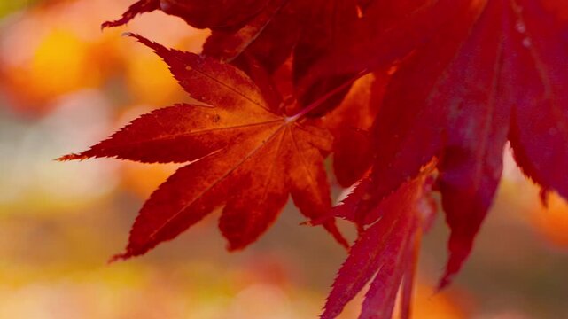 Slow motion close-up of vivid red and orange Japanese maple leaves glowing in warm autumn sunlight. Delicate foliage gently sways in the breeze, creating a peaceful seasonal nature scene.