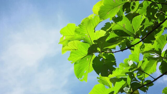 Teak leaves with fresh air on blue sky background  - environmental concept, ecology and sustainable environment.