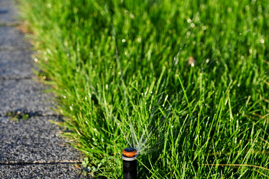 Automatic sprinkler system watering the lawn. Lawn irrigation in public park. lush green grass, long blades. closeup view of  plastic sprinkler head. tiny droplets of water. concentrated spraying jets