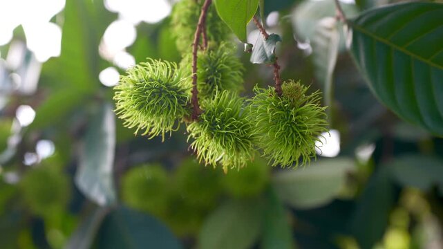 Young green rambutan fruits growing in clusters on a tree branch, surrounded by lush green leaves in a tropical orchard, capturing the early stage of fruit development before ripening