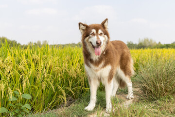 A brown and white dog stands on a path beside a golden rice field under a pale sky, appearing relaxed with its tongue out. © tai