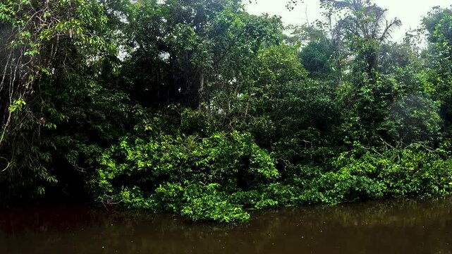 Lush Tropical Rainforest Riverbank in Ecuador with Dense Green Vegetation, Brown Water, Hanging Vines and Remote Amazon Wilderness Landscape