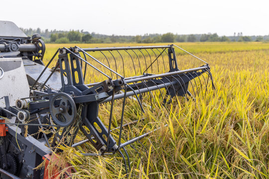 A combine harvester's working header positioned in a mature golden rice field during harvest season, ready for crop collection.