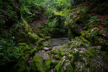 Naklejka premium Beautiful forest details. Mossy rocks forming a small cave in a mountain forest.