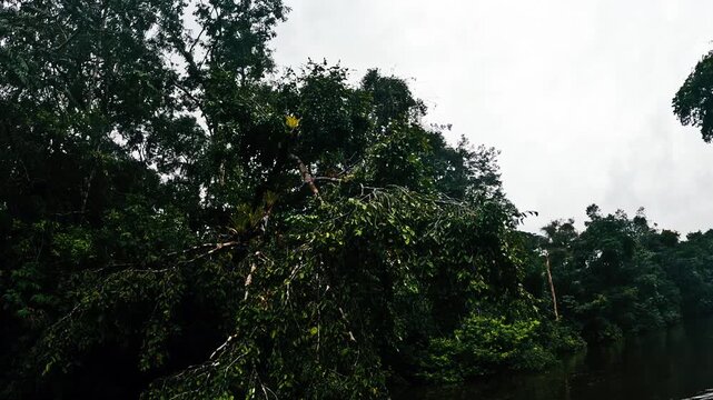 Boat Bow Beside Dense Amazon Rainforest Vegetation in Ecuador, Flooded Jungle Waterway, Green Leaves and Remote Tropical Wilderness Travel Scene