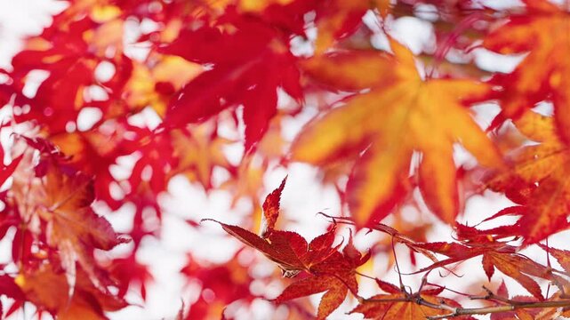 Cinematic close-up of vivid red and orange Japanese maple leaves with smooth rack focus shifting between foreground and background. Beautiful autumn foliage captured with shallow depth of field.