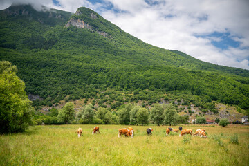 Obraz premium Herd of brown and spotted cows grazing in a green meadow at the foot of a hill under blue sky.