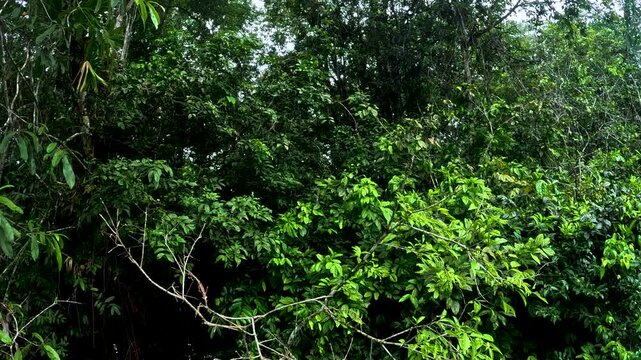 Boat Bow on Narrow Amazon River Channel in Ecuador, Dense Tropical Forest Banks, Brown Water and Remote Rainforest Travel Perspective