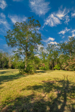 Lush green parkland with tall trees, blue sky. Istria, Croasia.