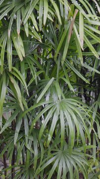 Lady Palm are elegant clumping palm in backyard. Scientific name is  Rhapis excelsa (Thunb.) Henry
