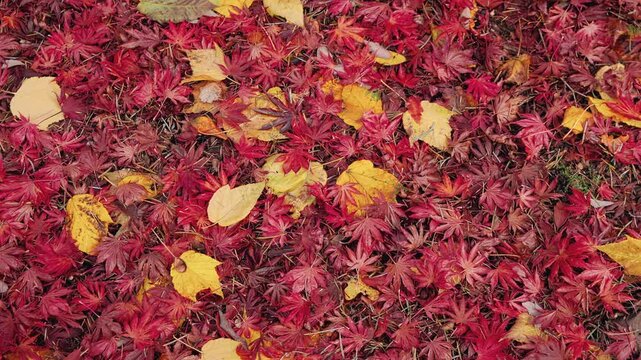 Top-down cinematic view of colorful fallen autumn leaves as the camera smoothly slides sideways. Rich red, orange, and yellow foliage creates a beautiful seasonal forest texture and natural pattern.