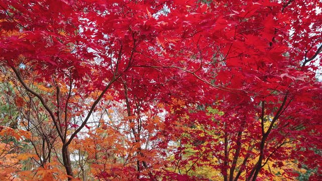 Cinematic lateral camera movement through vibrant red and orange Japanese maple trees in peak autumn colors. Peaceful seasonal forest scene showcasing colorful foliage and natural beauty.