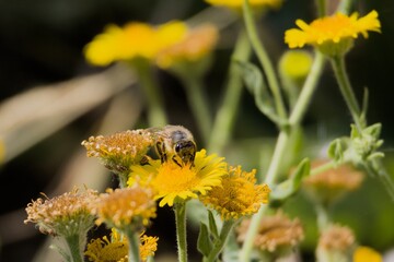 Detailed macro portrait of a Western honeybee gathering nectar from bright yellow wildflowers in a sunny summer garden. Taken in Paddock Wood, Kent, UK. © KentWildLens