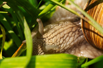 Macro Close-Up of a Garden Snail Moving Through Green Grass © Viktorija