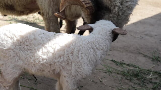 Horse, Horses, animal show, goat, camel, llama, rabbit, animal park, farm, zoo. Show, feeding