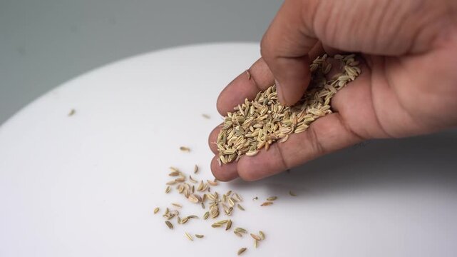 Fennel Seeds (Foeniculum vulgare) Pour onto a White Surface from a Hand in Close-Up View