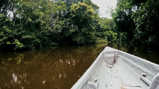 Dark Tropical Rainforest Interior in Ecuador with Tall Trees, Dense Green Understory, Wetland Vegetation and Remote Amazon Biodiversity Background