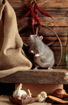 Gray rat in a rustic kitchen.