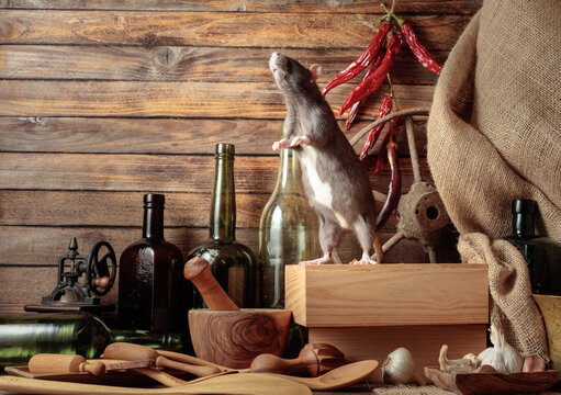 Gray rat in a rustic kitchen.