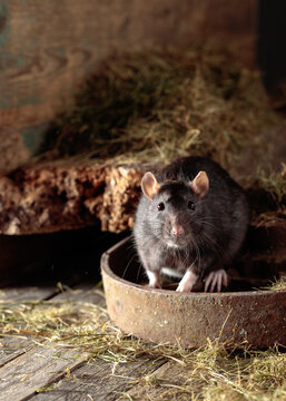 Wild rat in an old wooden barn.