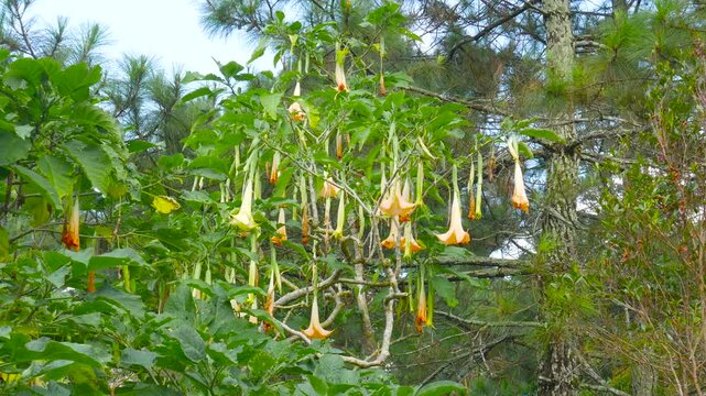 Hanging Brugmansia flowers sway softly against a backdrop of mountain pine trees, blending tropical blooms with highland forest scenery.