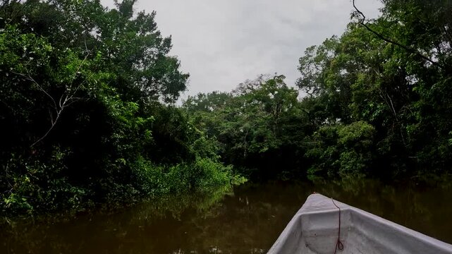 Dense Green Rainforest Understory in Ecuador with Broad Tropical Leaves, Wet Jungle Vegetation and Remote Amazon Biodiversity Nature Background