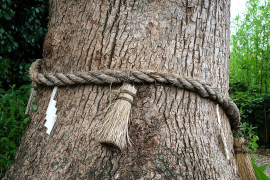 神社にあるしめ縄をまわした大木
