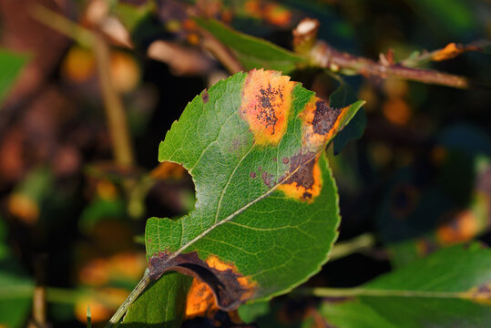 Close up view of plant leaves with yellow orange brown and black disease spots and lesions on green foliage with withered parts under natural sunlight. Infected leaves with fungal spots necrosis