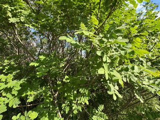 Fototapeta premium Vibrant green foliage of Rhus coriaria bush growing in natural sunlit outdoors. Detailed pinnate compound leaves of Sicilian sumac shrub, perfect for botanical, spice plant, and nature backgrounds.