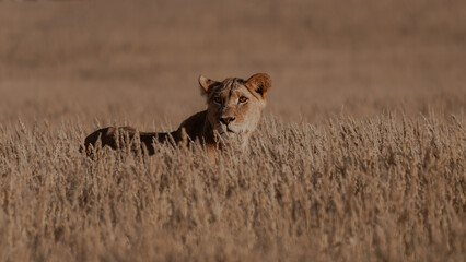 Kalahari lioness pauses for  a moment in golden desert grass  © Mark Butler 