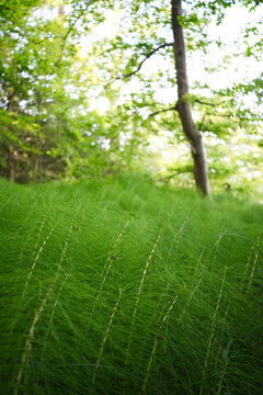 Green horsetail plants in a sunlit beech forest