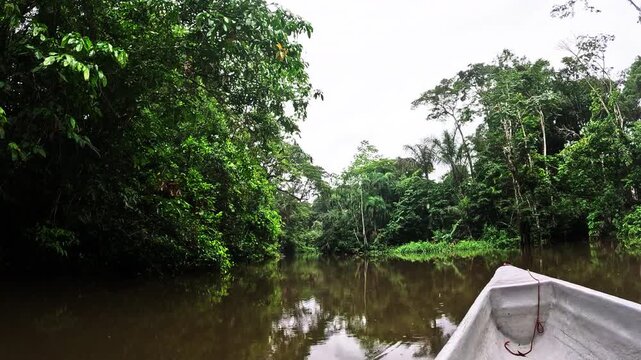 Dark Water Reflection of Tropical Rainforest Canopy in Ecuador, Calm Amazon River Surface, Mirrored Trees and Remote Jungle Wilderness Scene