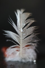 A delicate feather with water droplets resting on a dark surface, showcasing intricate detail and a sense of stillness © Mateusz
