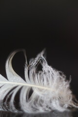 A delicate white feather with intricate detail, possibly with water droplets, rests on a dark, reflective surface © Mateusz