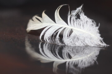 A single white feather lies on a dark, reflective surface, its delicate strands catching the light. The feather's form is soft and ethereal. © Mateusz