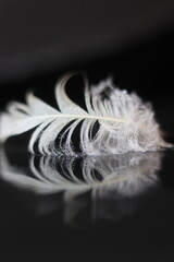 A delicate white feather rests on a reflective black surface, its intricate details and soft texture highlighted by the contrast © Mateusz