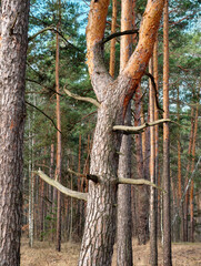 Tall coniferous forest with a single tree shaped like a slingshot standing in the middle of the pines © Harmony Video Pro