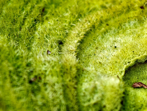 Detailed close up of green fungus highlights parasitic organism with vivid natural textures and surface patterns