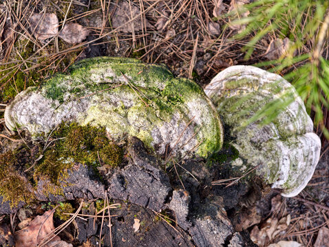 Rotten stump hosting mushrooms emphasizes woodland biodiversity and decay
